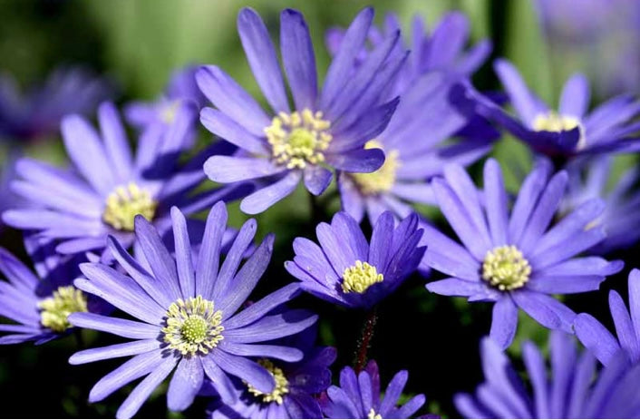 Grecian Windflowers - Polwarth Fingering